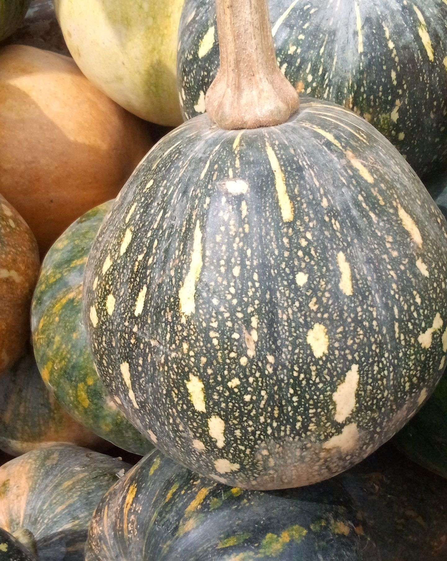 Sweet Pumpkin