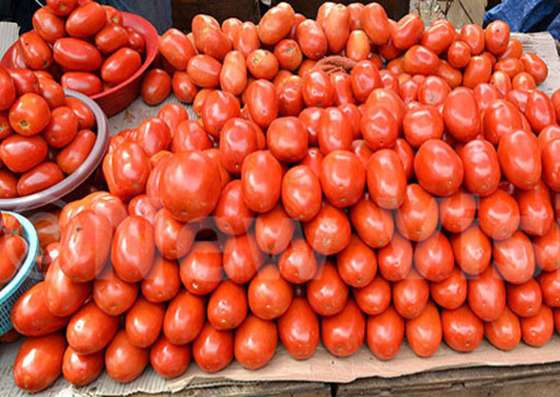 Tomatoes