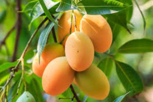 Kitui Mangoes