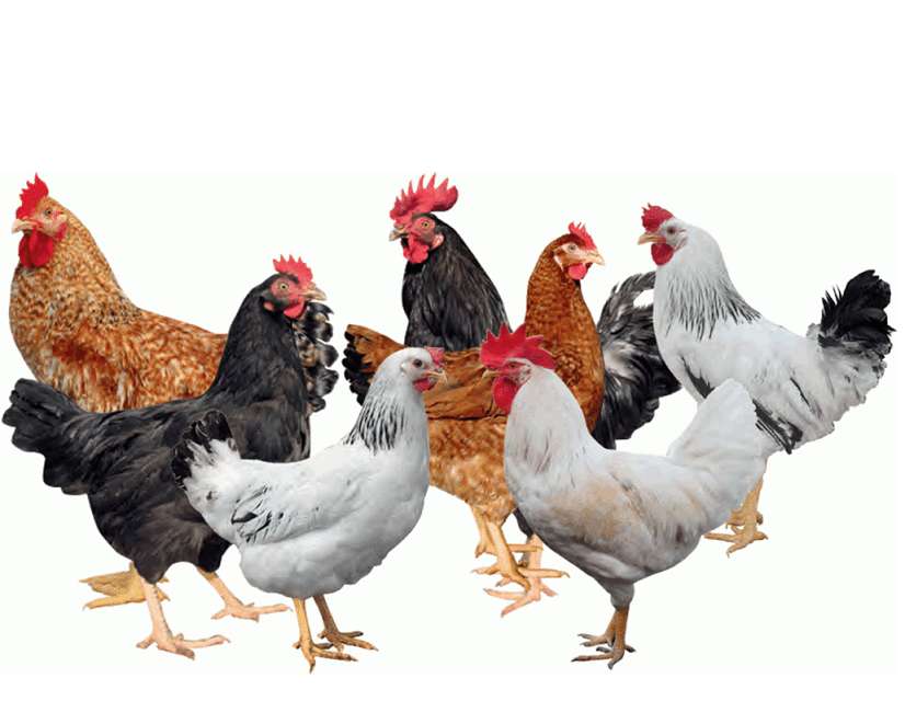 Kienyeji Chicken