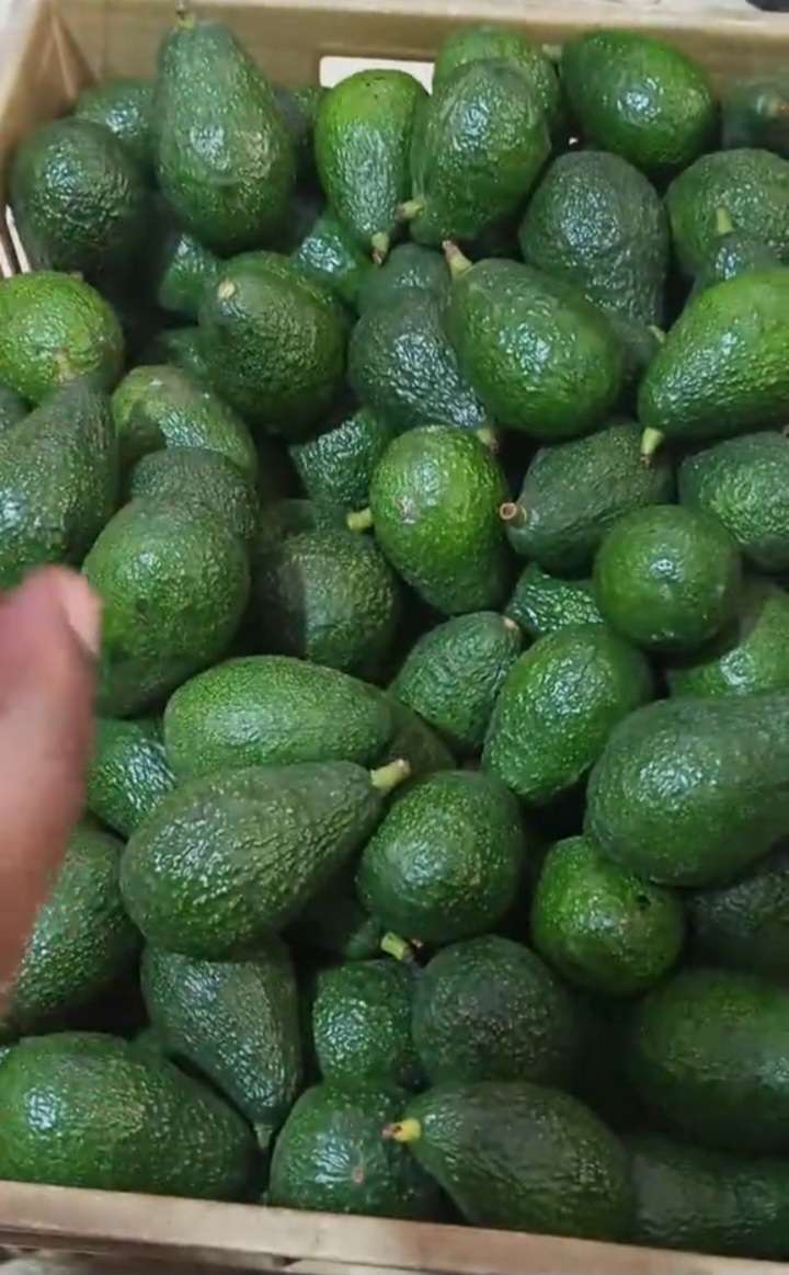 Avacado Fruits